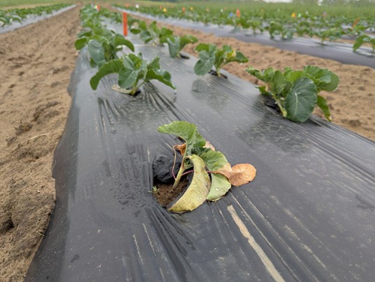 Cauliflower infected by cabbage maggots emerging from black plastic row covers.